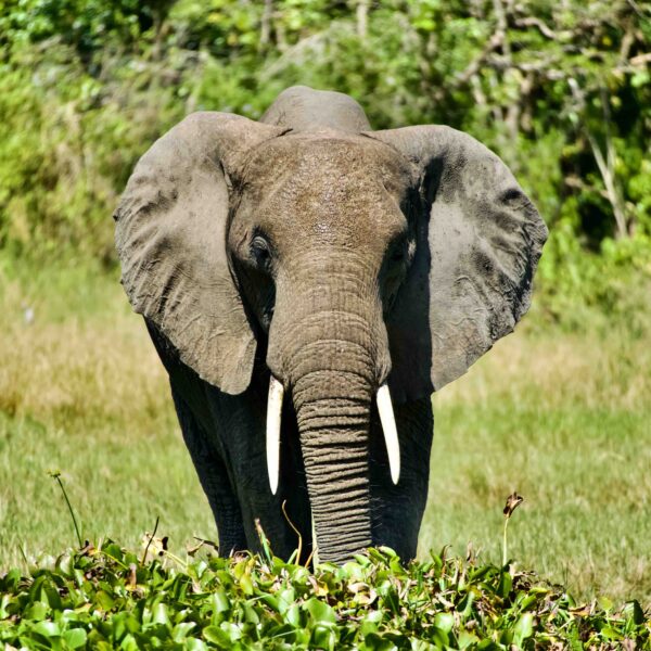 elephant in Wasser